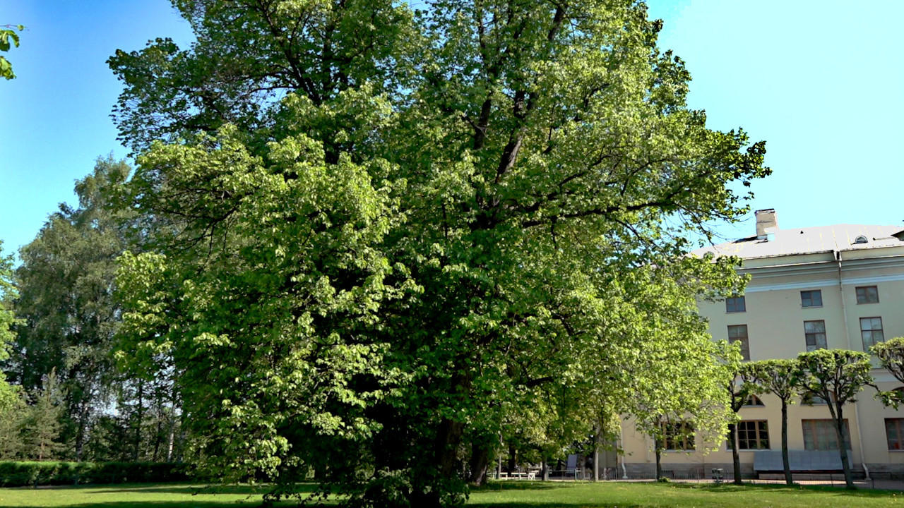 В Павловском парке лечат мемориальные деревья