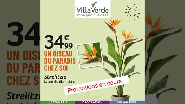 Un Oiseau du Paradis chez soi