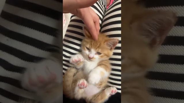 маленький рыжий котик