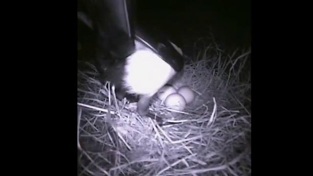 Сорока ворует яйца / Magpie stealing eggs