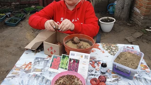 ГЛАДИОЛУСЫ И ДЕТКИ ВЕСНОЙ КАК ВЫСАЖИВАТЬ?! 13.04.21. GLADIOLUSES AND CHILDREN SPRING HOW TO GROW .