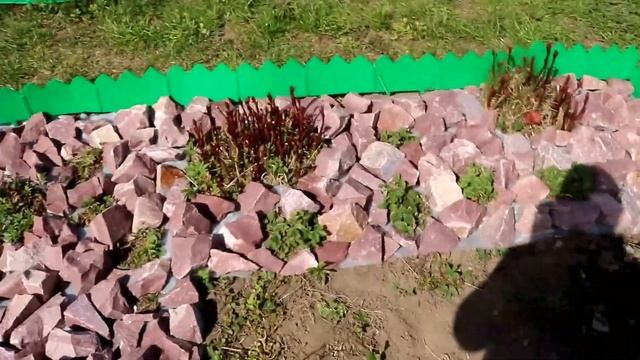 Как посадить клубнику? Наш садовый эксперимент