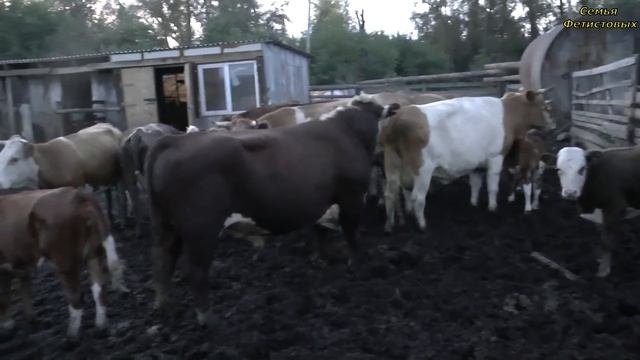 Продаём баранов. Навес. Дичь. Забрус. Чудо свечи// Семья Фетистовых