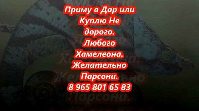 Приму в Дар или Куплю Не дорого. Любого Хамелеона. Желательно Парсони.  8 965 801 65 83. Мурманск.