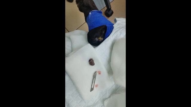 Удаление опухоли кожи под местной анестезией. Хирург -Баннов Павел Викторович..mp4