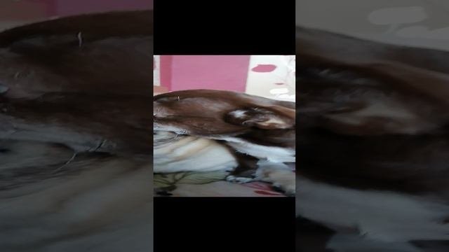 Мопс Сева и злая подруга