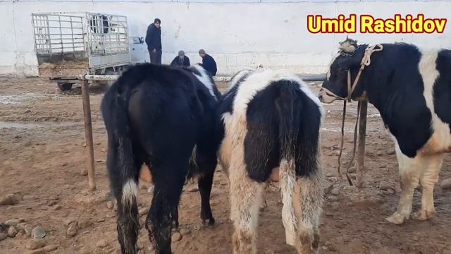 ZANG MOLBOZORI BOQILGAN SEMIZ BUQALAR NARXLARI 21.01.2022