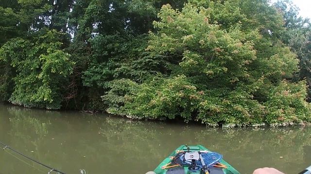 Using the Gulp Minnow at the lake - catching bluegill for catfish bait.