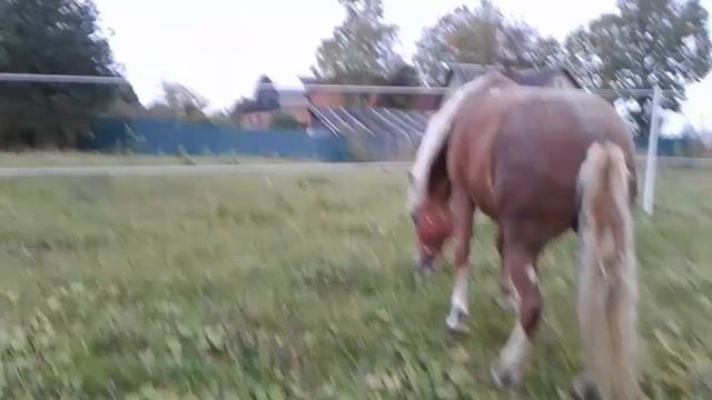Электропастух