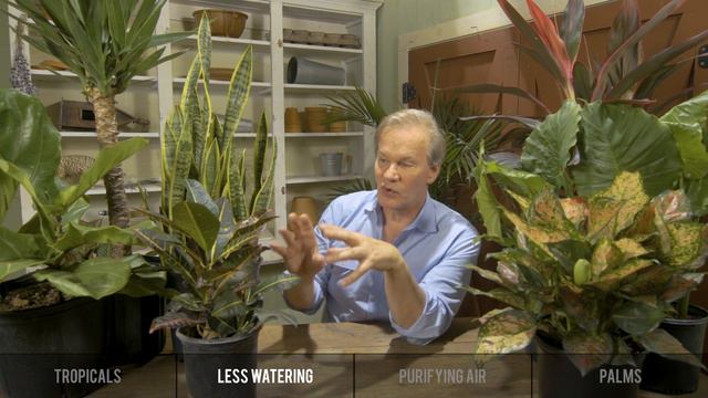 Houseplant Care & Tips: Garden Home VLOG (2019) 4K