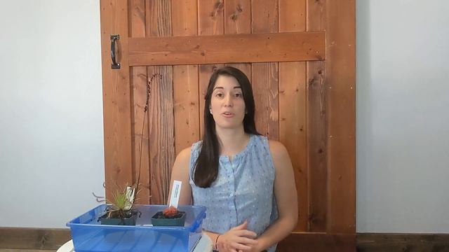 TOP 7 Beginner Mistakes When Growing Sundews (Drosera Care + Tips)