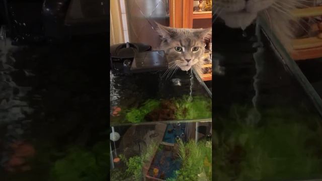 А какая поилка у вашего кота?