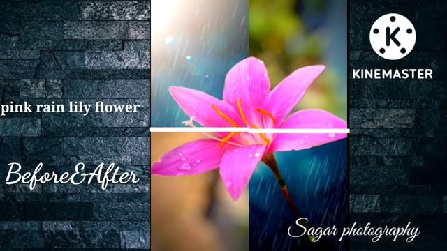 pink rain lily flower||pink rain lily flower Before/After||pink rain lily flower Before/After short