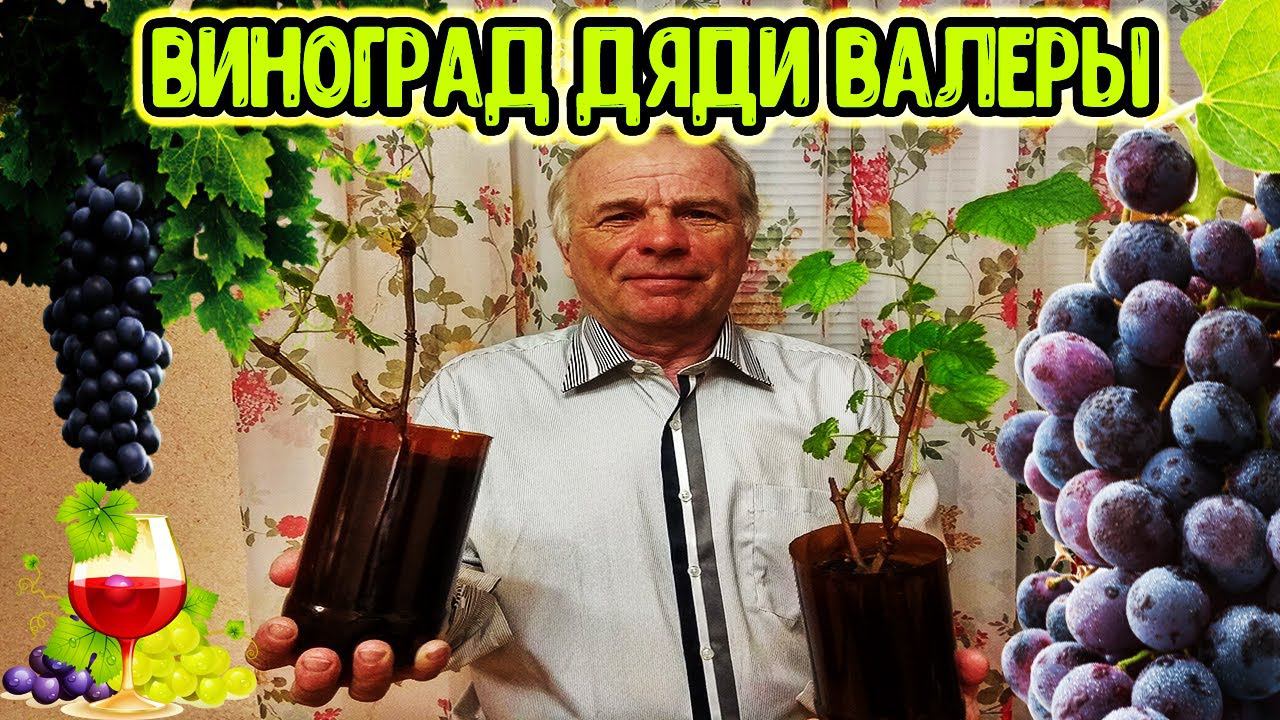 Как выращивать виноград. В гостях у дяди Валеры.