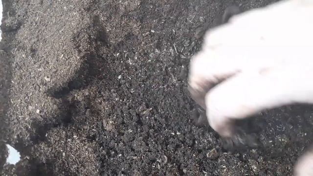 Серия 10. Кокон. Вылупление.  Выманивание ювинилов.  Выращивания червя в домашних условиях от А до