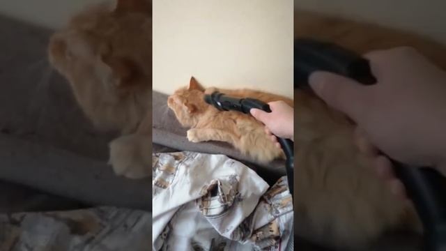 Пылесосим кота! Как убрать шерсть