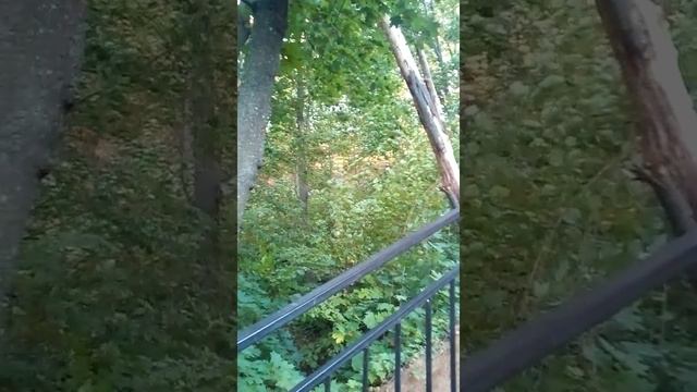 Стоны сломанного дерева