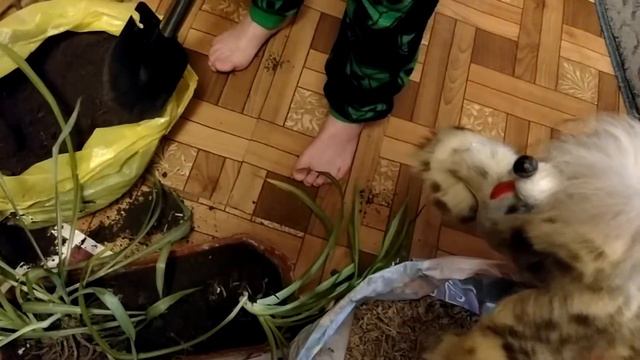 Пересаживаем цветы.