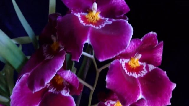 Мильтониопсис, мои наблюдения и выводы