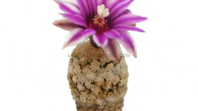 kaktus kaktüs cactus kakteen succulent sukulent bitki flower çiçek