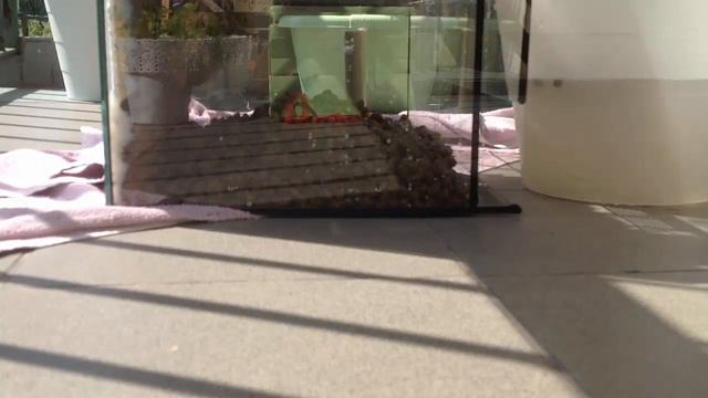 Sztuczne dno w terrarium - poradnik (renowacja terrarium gekonów orzęsionych cz.2)