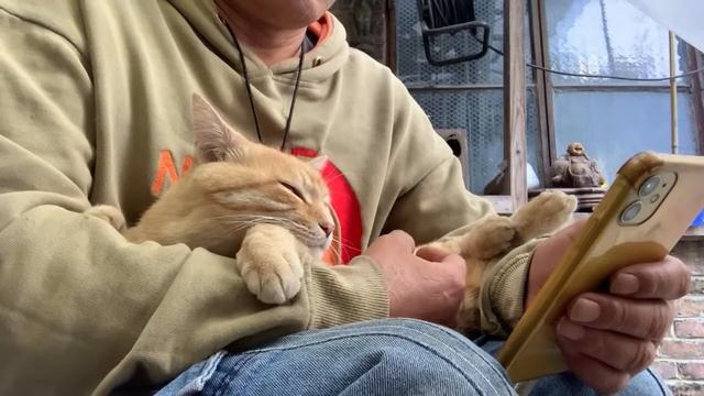 Whenever I swipe my mobile phone, the orange cat will lie quietly in my arms and sleep quietly.??