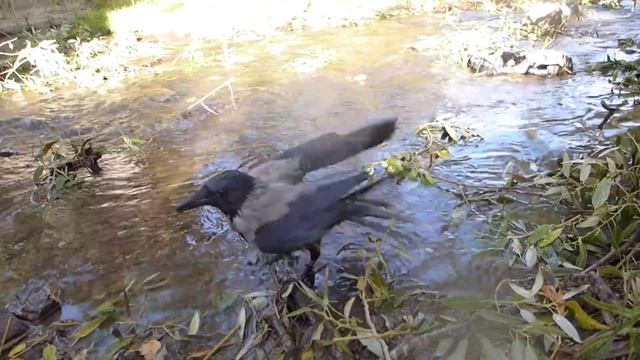 Серая Ворона Крышечка в Буферном паркеHooded crow Kryshechka in Buffer park
