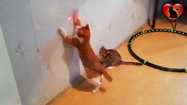Жизнь без кошек и котов была бы скучна и безрадостна.