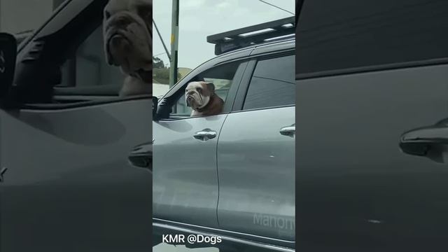 Брутальной собаке, брутальный автомобиль😎 ( видео про собак )