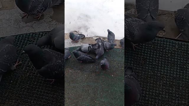 Ай лю ли, лю ли, прилетели мои гули...