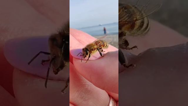 Залипательная пчелка у моря