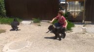 Наши ризеншнауцеры у дома, мать Цирцея, Пуля и дочь Роман-Кош Хьюго Баскервиль.4мес. 1.06.23. Сев-л