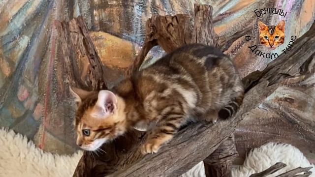 БЕНГАЛЬКИЕ КОТЯТА ДЕЛАЮТ СЧАСТЛИВЫМИ ДЕТЕЙ