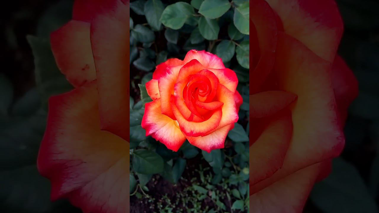 Красивая интересная красно желтая роза Beautiful interesting red-yellow rose 美丽有趣的红黄玫瑰 美しい興味深い赤黄色のバラ