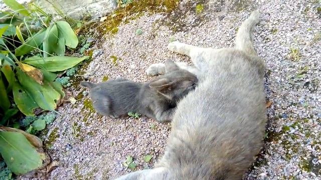 Мама кошка кормит котенка