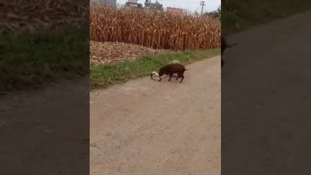 Кража арбуза средь бела дня!