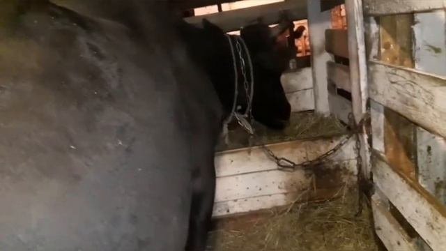 Тимпатия   рубца  у  нашей коровы. Корова заболела.Лечим корову.
