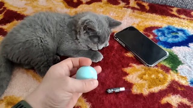 Умный мяч игрушка для кошки с Алиэкспресс