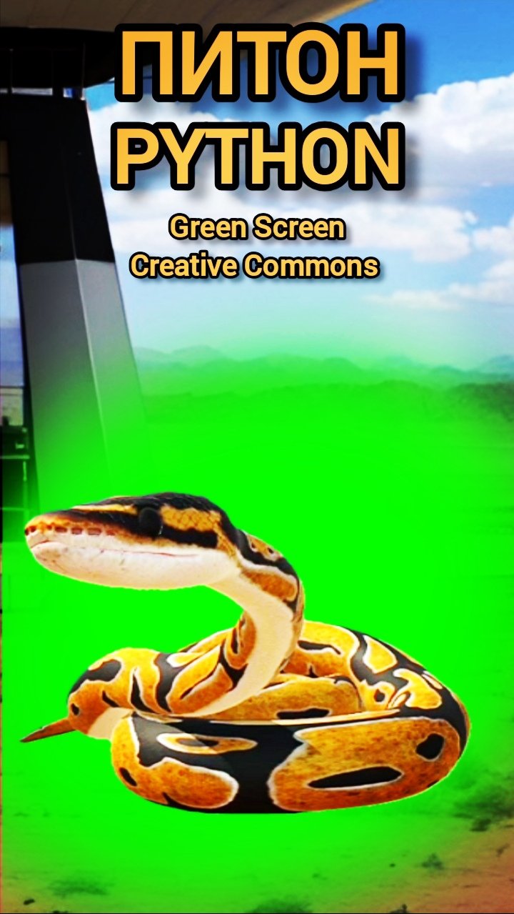 Питон хромакей футаж на зелёном фоне. Анимация питон Green Screen.