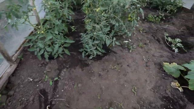 ?Купили дачу 26 серия ✅всходит газон ✅ не знаю, за что браться??...