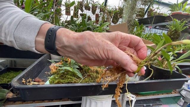 Dendrobium cuthbertsonii re-pots