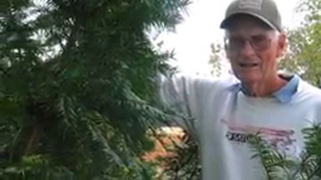 Helping Plants Move North in Anthropocene Climate: Torreya Guardians 2013 Report