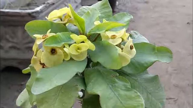 How to Euphorbia Plant Care and Growing tips Urdu Hindi