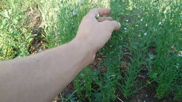 Супер ветвление льна! Необычное явление на посеве!