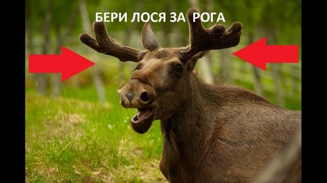 Меганыч: БЕРИ ЛОСЯ ЗА РОГА И ИСПОЛЬЗУЙ!
