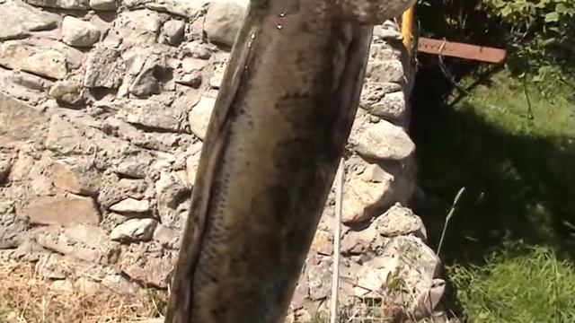 Змееголов 3 килограмма  Snakehead 3 kilograms