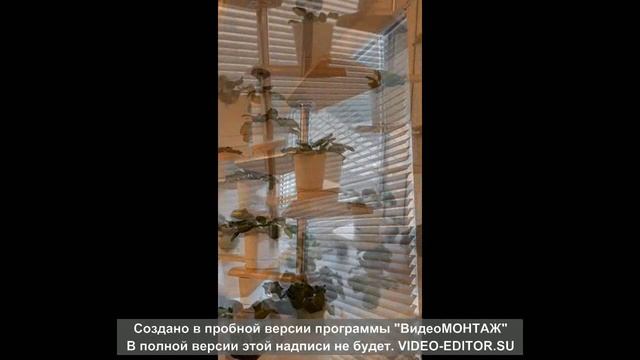 Фиалки на моем подоконнике! Как можно практично и удобно разместить цветы)