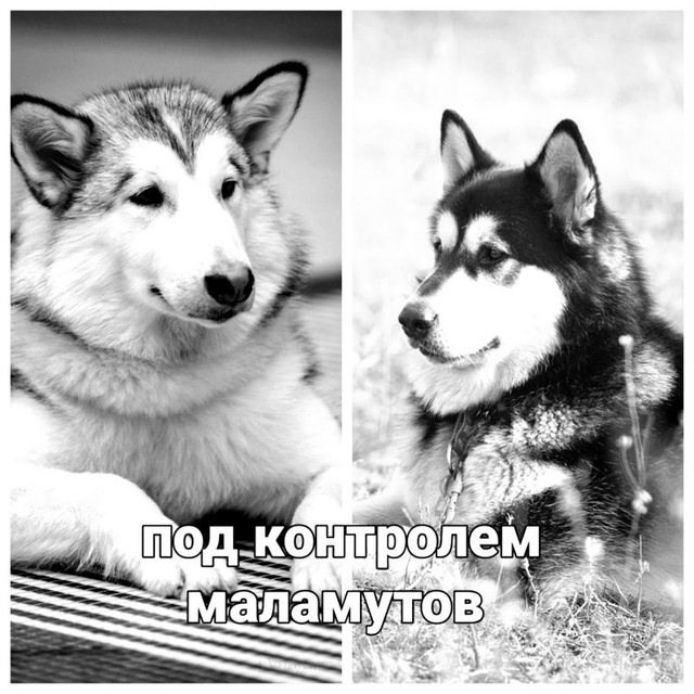 мнение о кукурузном виски...