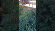 ОВОЩИ РАСТУТ. ИТАЛИЯ