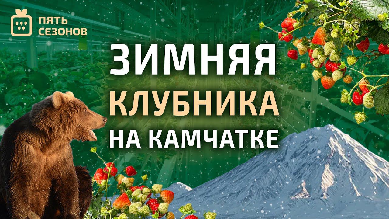 ЗИМНЯЯ КЛУБНИКА НА КАМЧАТКЕ